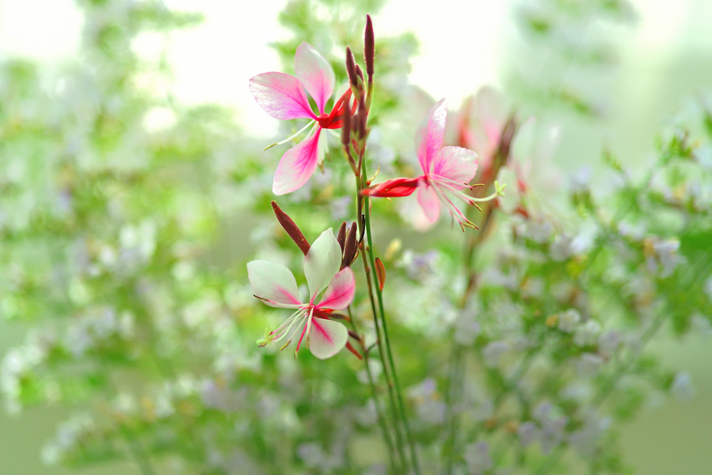 陽光まとう白鳥草