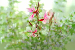陽光まとう白鳥草