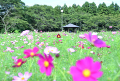 秋桜揺れる頃 1