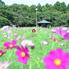 秋桜揺れる頃 1