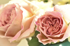 お蔵入りに光りを