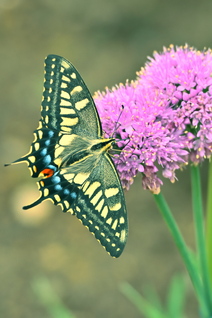 庭に集う虫たち ②