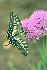 庭に集う虫たち ②