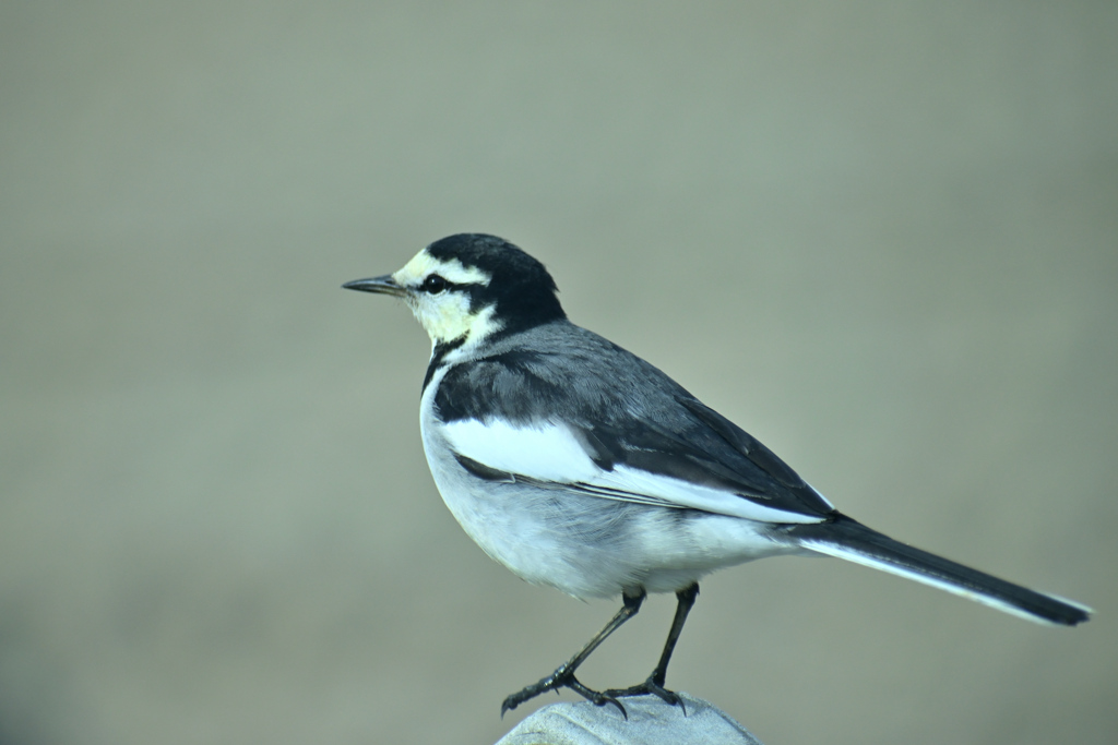 宮城に珍鳥