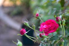  秋バラが咲いた　8