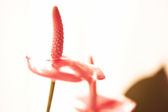 ようこそタムキュー ①　