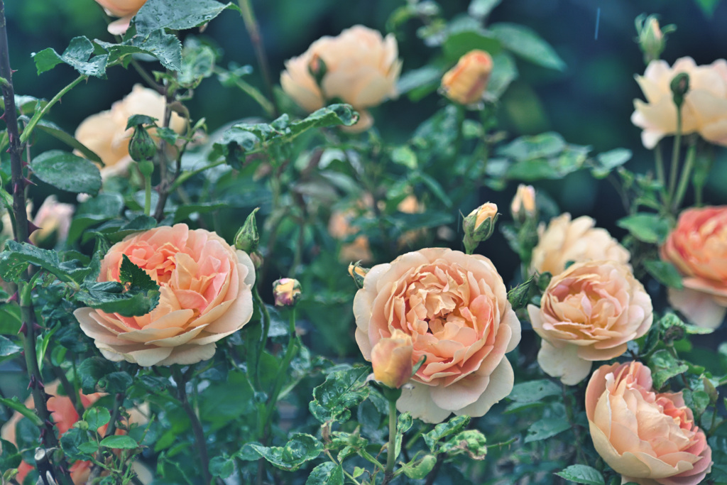 My rose 17