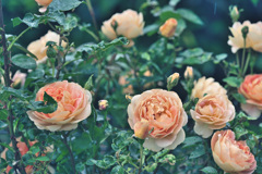 My rose 17