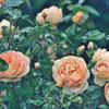 My rose 17