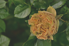  アンティークレース、再び