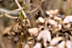 紫陽花、来春に向けて