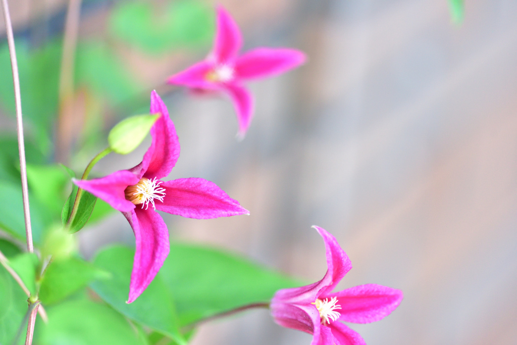 クレマチス プリンセスダイアナ ①