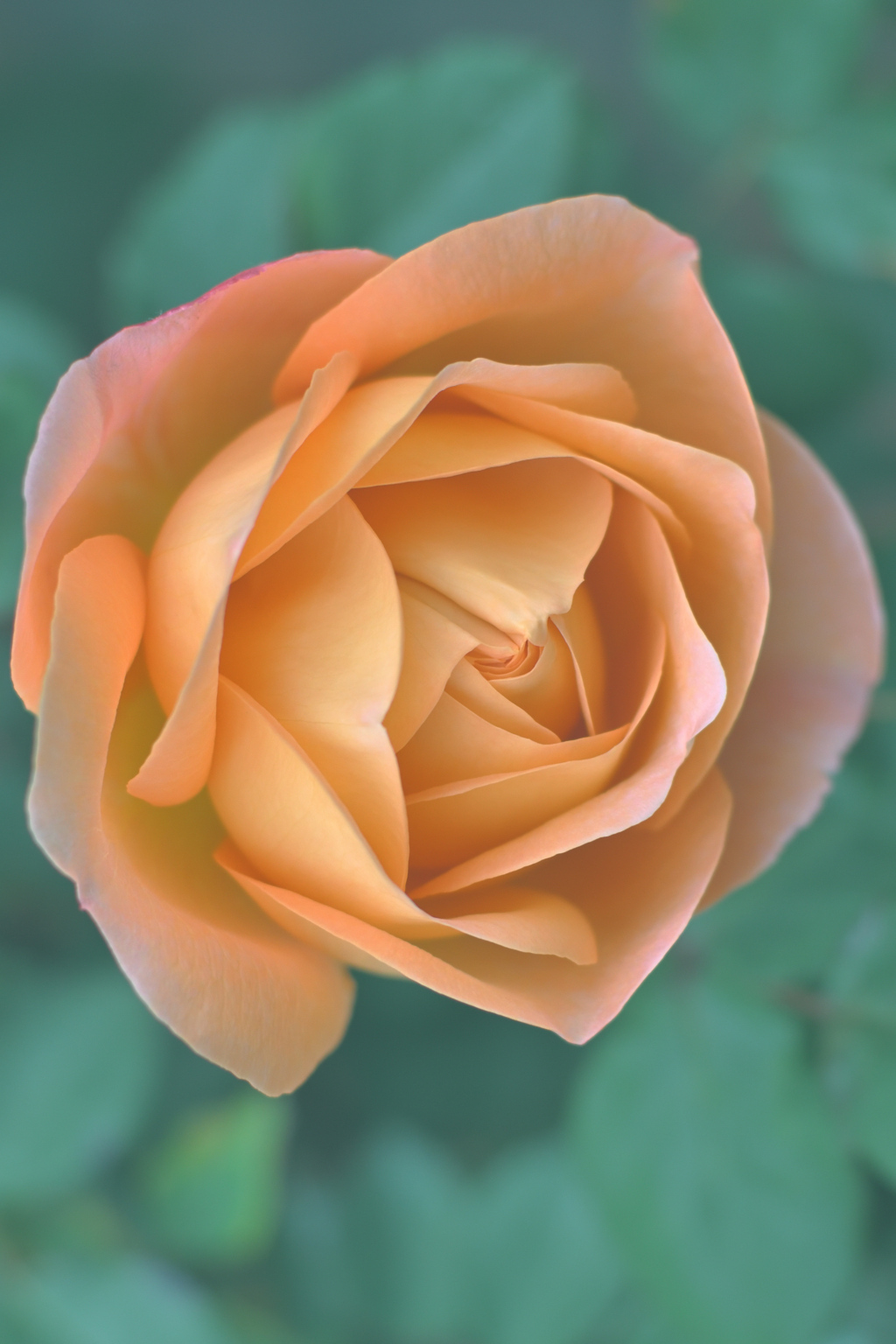 咲き進む秋バラたち 26