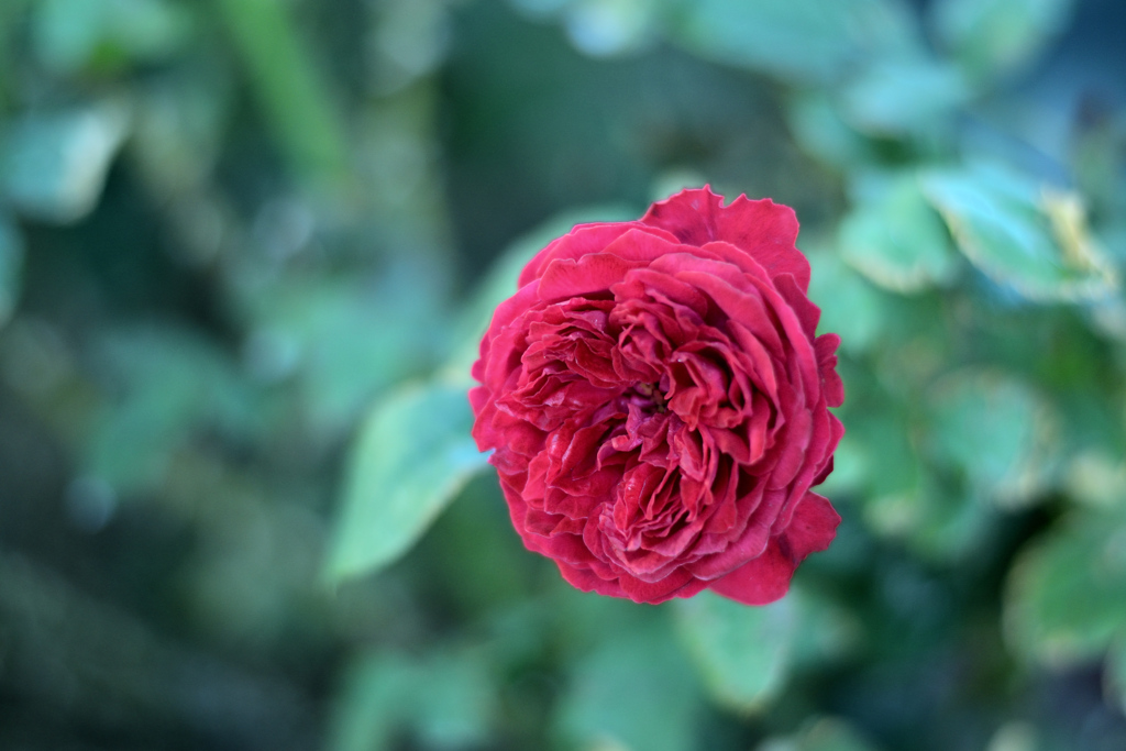  咲き進む秋バラたち ⑲