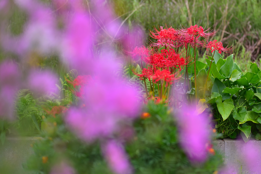 秋のツートップ