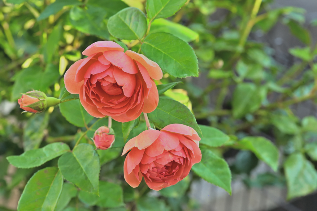 咲き進むバラたち 35