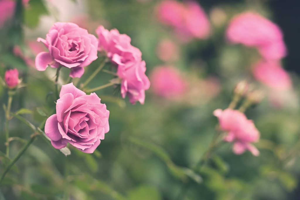 咲き進む秋バラたち ⑨ 