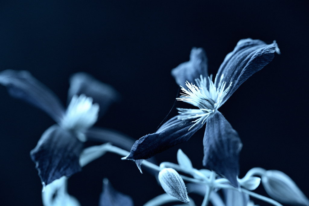 Clematis