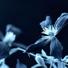 Clematis