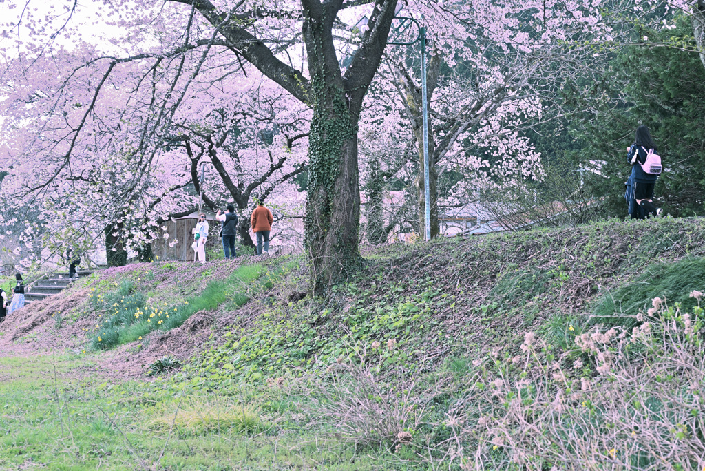 川渡温泉の春 