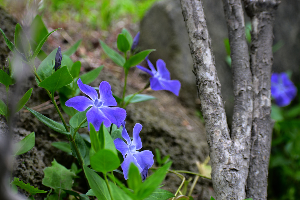 ツルニチニチソウ