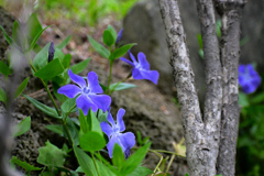 ツルニチニチソウ