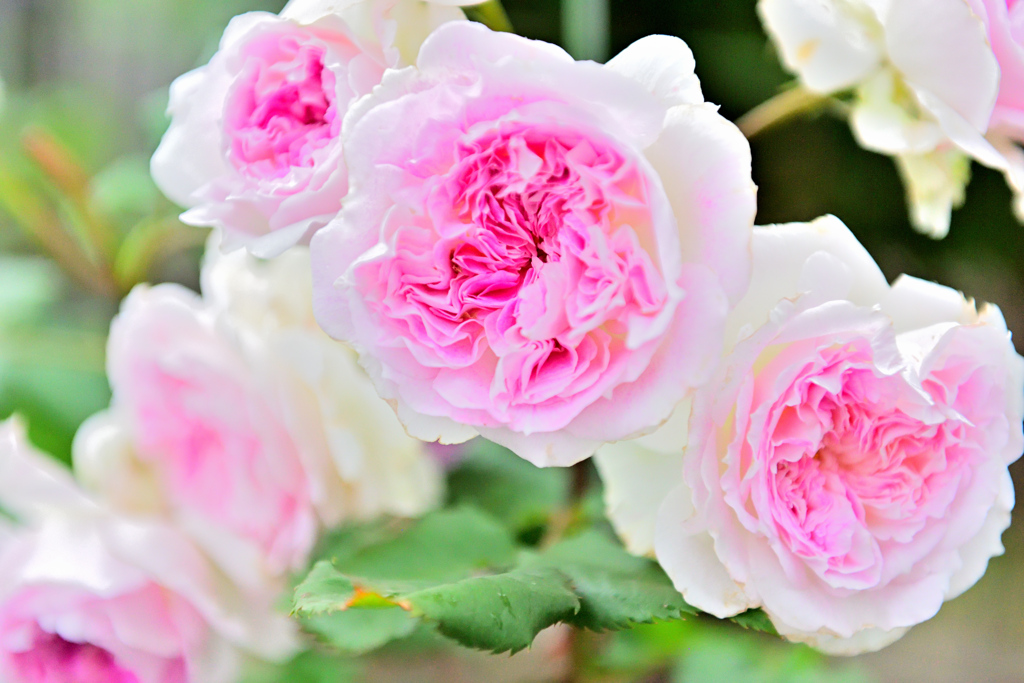 咲き進むバラたち ⑦