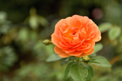 咲き進む秋バラたち ③