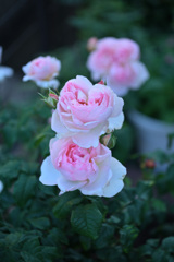 My rose 16