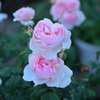 My rose 16