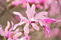 Spring has come! ⑯