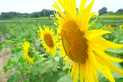 夏の陸奥路 ①