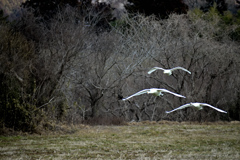 冬鳥が舞う 2