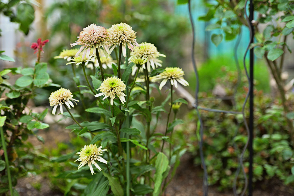 盛夏の主役  ①