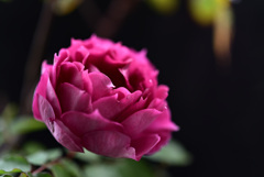 最終盤のバラたち