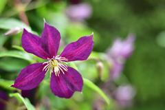 クレマチス ミケリテ