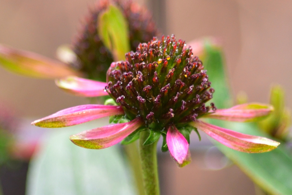 散る様子がない