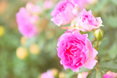 咲き進むバラたち ②