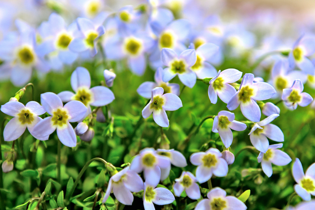 ヒナソウのお目覚め