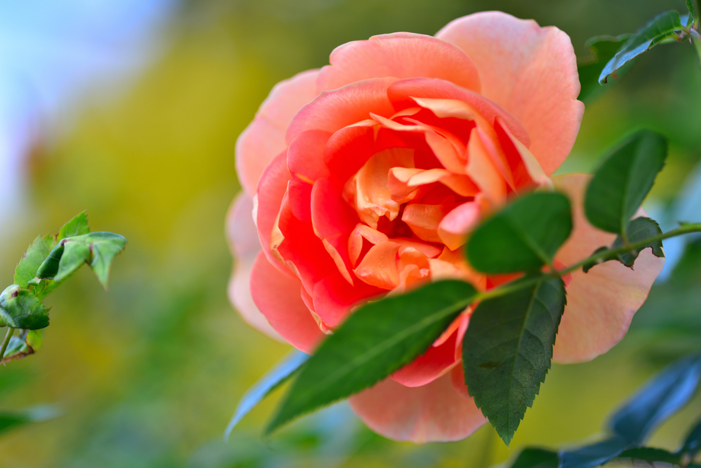 秋バラが咲いた　20