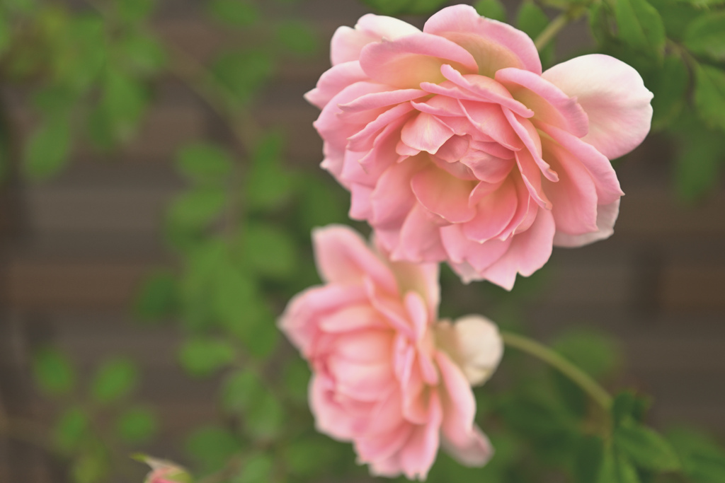 咲き進む秋バラたち ⑩