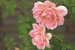 咲き進む秋バラたち ⑩