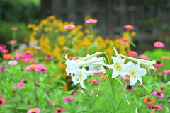 去りゆく夏の百花繚乱
