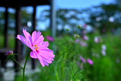 秋桜揺れる頃 2