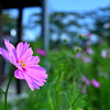 秋桜揺れる頃 2