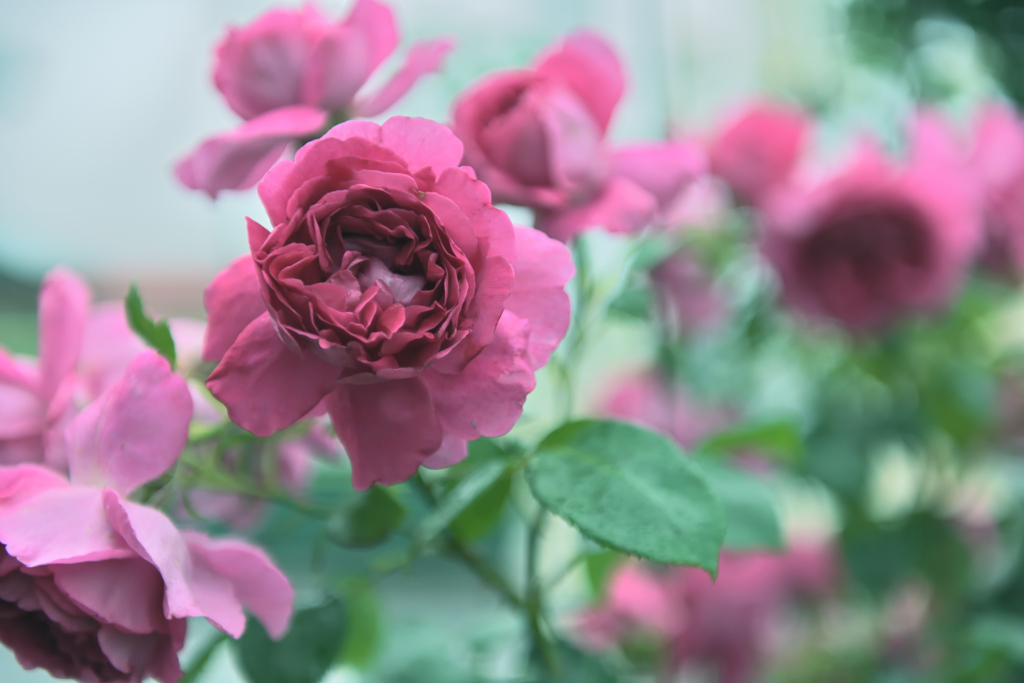 咲き進むバラたち ⑱