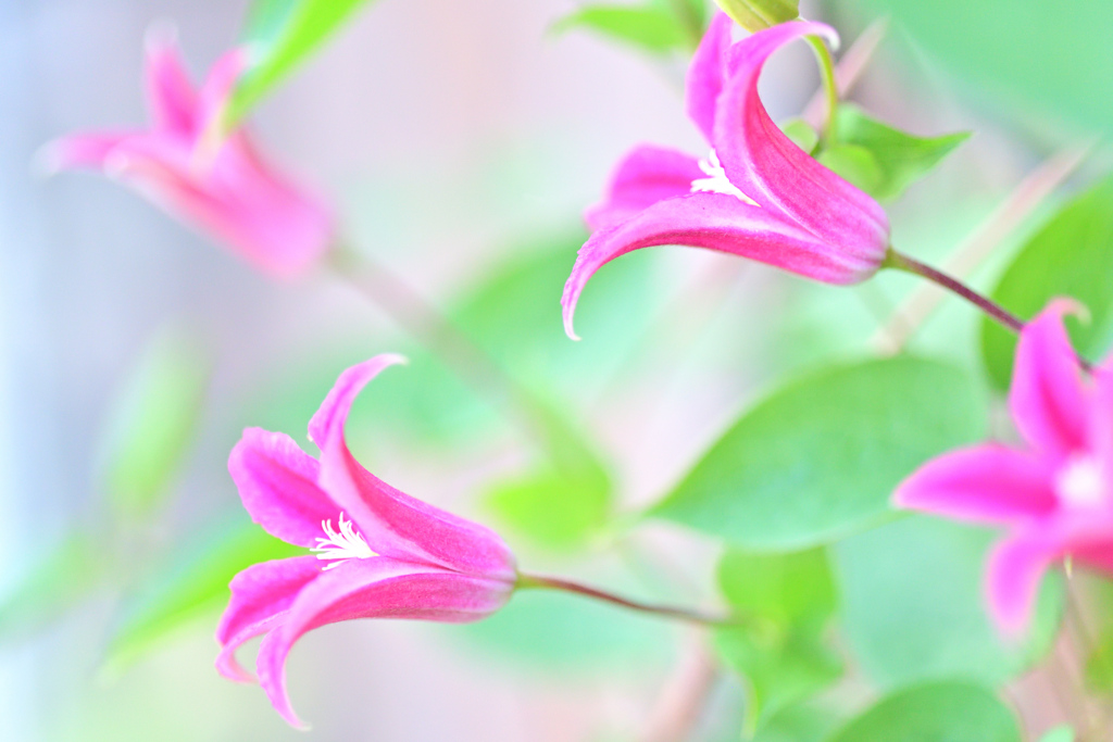 クレマチス プリンセスダイアナ ②