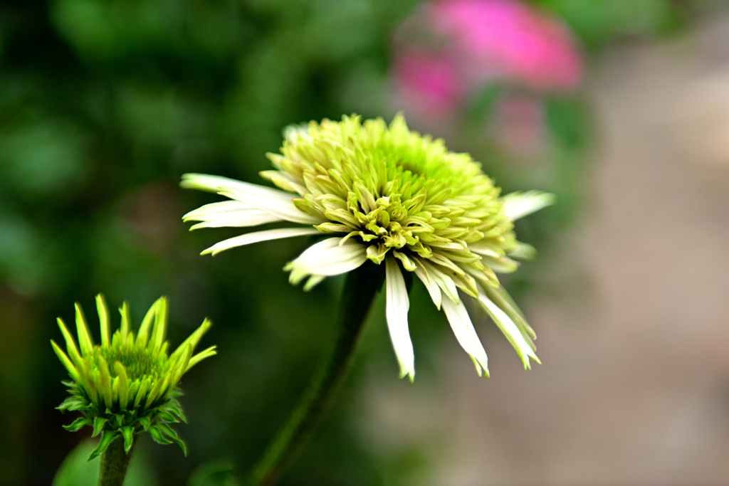 エキナセア チェリーフラブ 1