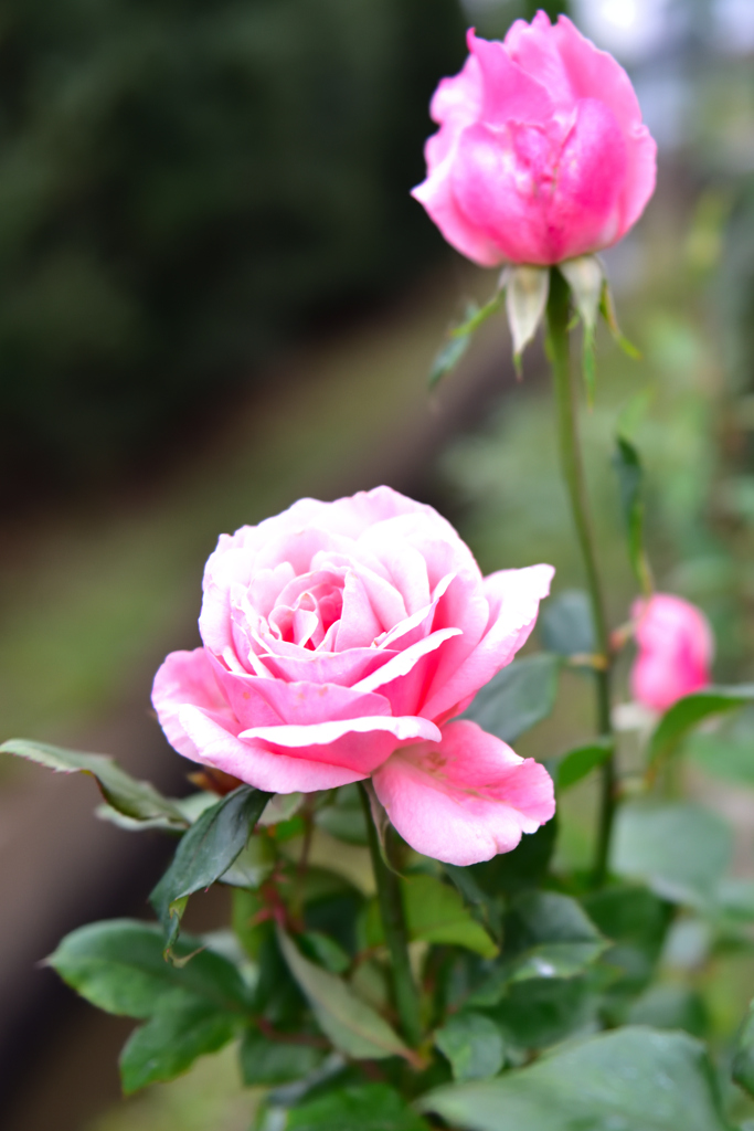 秋バラが咲いた　16