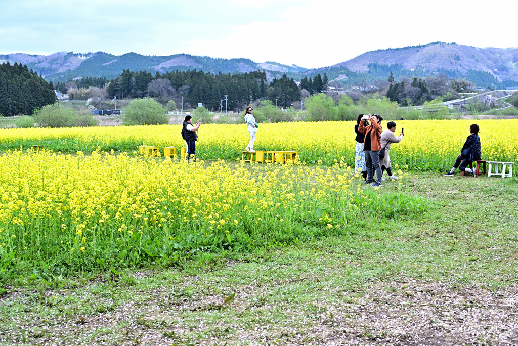 鳴子温泉、菜の花ガーデン 1